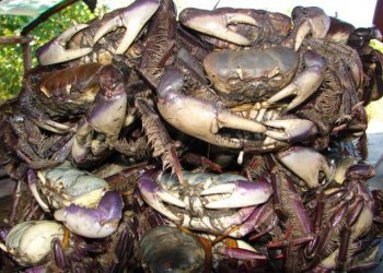 Candeias: Sema informa proibição de captura e comercialização de caranguejo, conforme portaria do Governo Federal