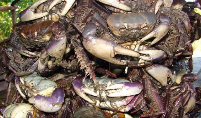 Candeias: Sema informa proibição de captura e comercialização de caranguejo, conforme portaria do Governo Federal