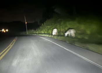 Após retirada de módulo da polícia rodoviária pelo Governo do Estado, risco de acidentes com animais aumenta nas BAs da RMS