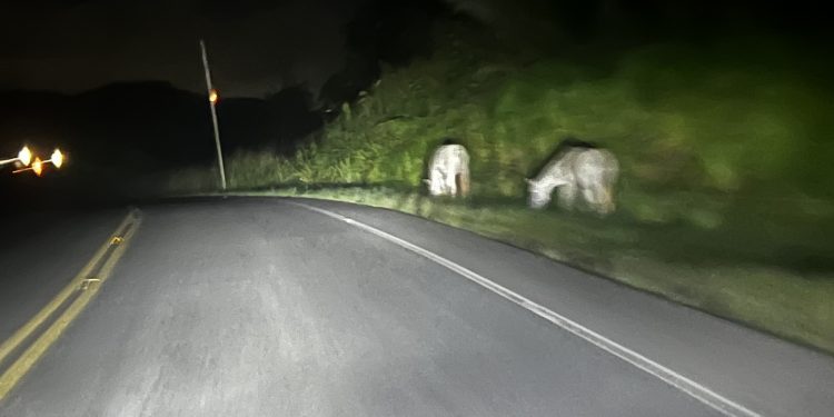 Após retirada de módulo da polícia rodoviária pelo Governo do Estado, risco de acidentes com animais aumenta nas BAs da RMS