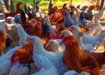 Primeiro caso de gripe aviária em ave silvestre é registrado na Bahia