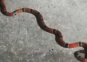 Cobra mais venenosa do Brasil é encontrada em Candeias e assusta moradores