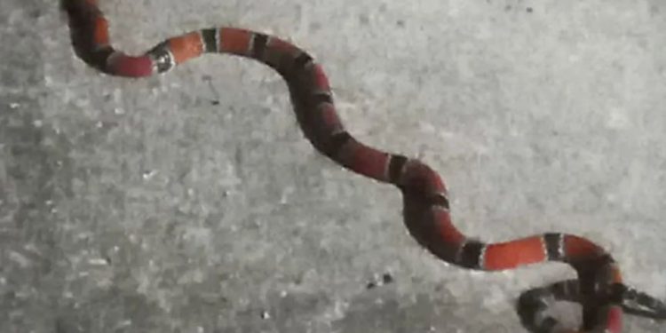 Cobra mais venenosa do Brasil é encontrada em Candeias e assusta moradores
