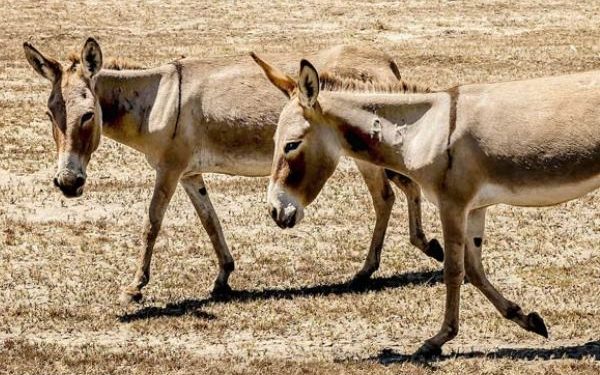 Comissão de Meio Ambiente debate projetos que proíbem o abate de jumentos no país