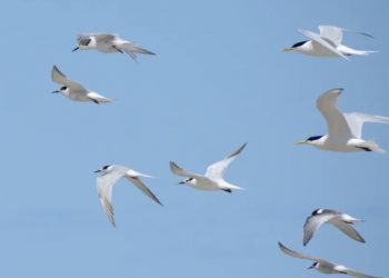 Segundo caso de gripe aviária é confirmado em ave silvestre na BA; não há registro em humanos