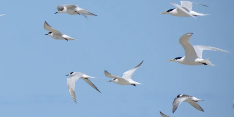 Segundo caso de gripe aviária é confirmado em ave silvestre na BA; não há registro em humanos