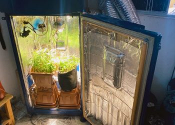 Madre de Deus: Mulher é presa na Marezinha com maconha em estufa dentro de casa