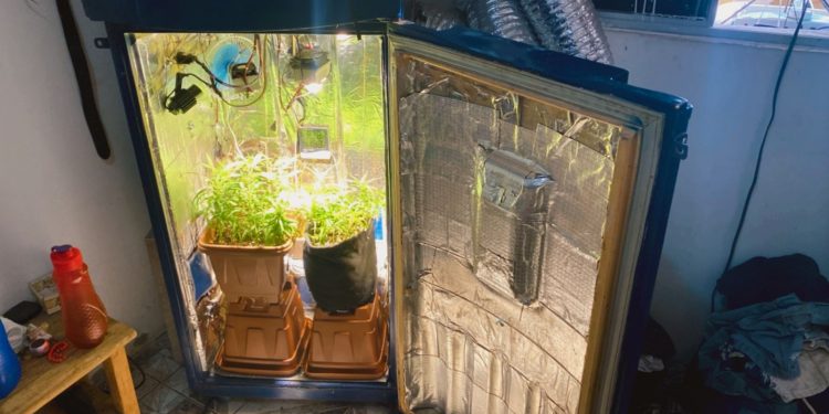 Madre de Deus: Mulher é presa na Marezinha com maconha em estufa dentro de casa