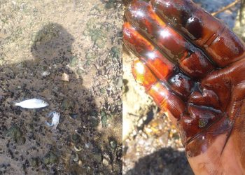 Peixes mortos são encontrados após vazamento de óleo em unidade operada pela Transpetro em Madre de Deus