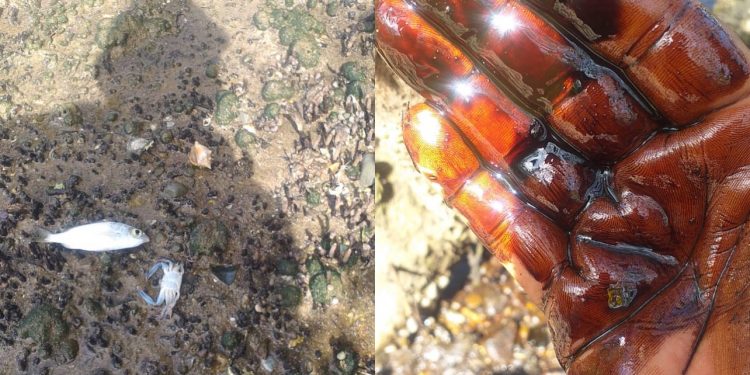 Peixes mortos são encontrados após vazamento de óleo em unidade operada pela Transpetro em Madre de Deus