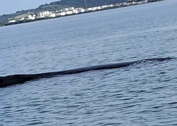 São Francisco do Conde: Baleia já foi desencalhada e volta ao curso migratório no mar