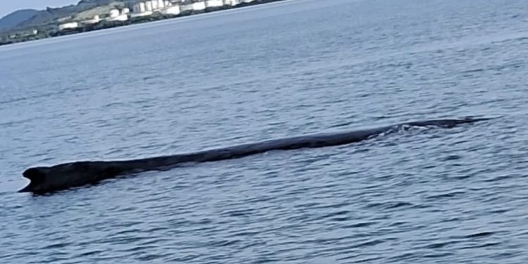 São Francisco do Conde: Baleia já foi desencalhada e volta ao curso migratório no mar