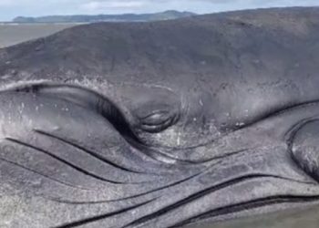 São Francisco do Conde: Baleia jubarte encalha e vídeo em que ela parece chorar viraliza; assista