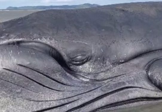 São Francisco do Conde: Baleia jubarte encalha e vídeo em que ela parece chorar viraliza; assista