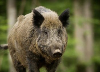 Homem é confundido com javali e acaba morto com tiro de espingarda