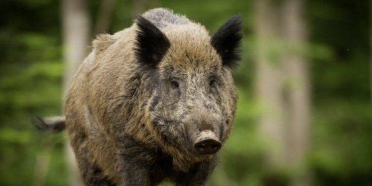 Homem é confundido com javali e acaba morto com tiro de espingarda