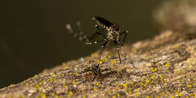 Quinto caso de morte por dengue hemorrágica é registrado na BA