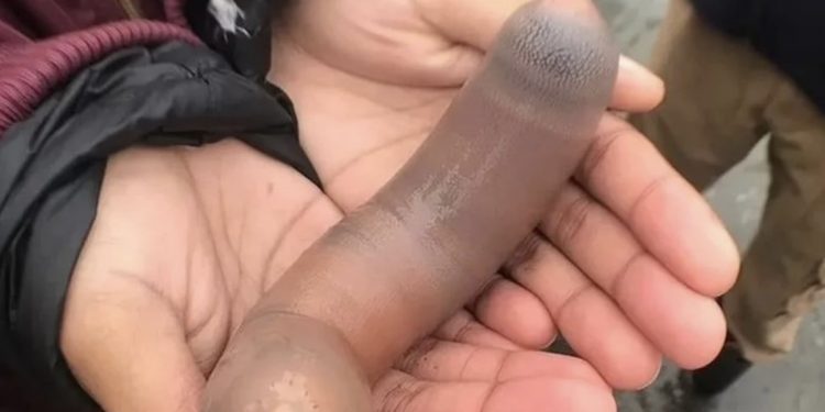 Milhares de “peixes-pênis” de 25 cm aparecem em praia e assustam banhistas