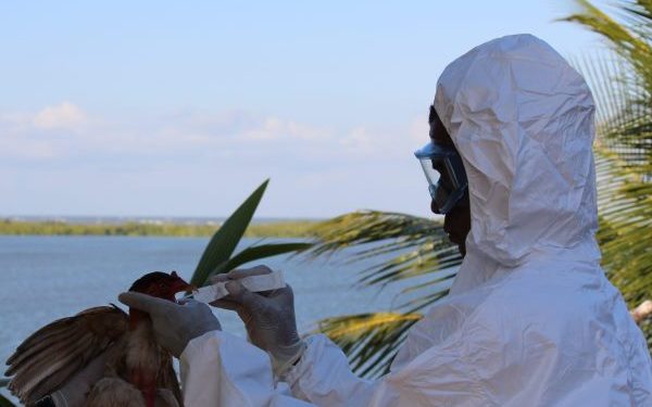 Bahia decreta situação de emergência para gripe aviária