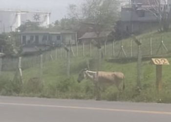 Motoristas alertam perigo de Jegue circulando solto na BA-523, no Caipe em São Francisco do Conde