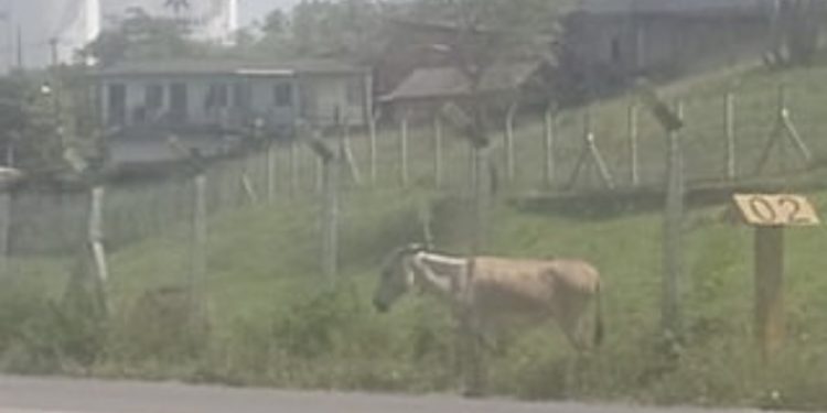 Motoristas alertam perigo de Jegue circulando solto na BA-523, no Caipe em São Francisco do Conde