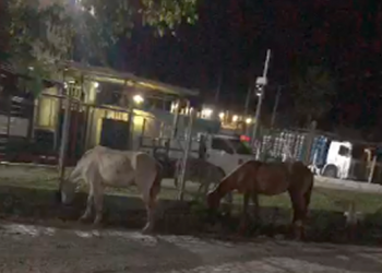 Sem fiscalização, cavalos na BA-523 continuam causando acidentes e mortes