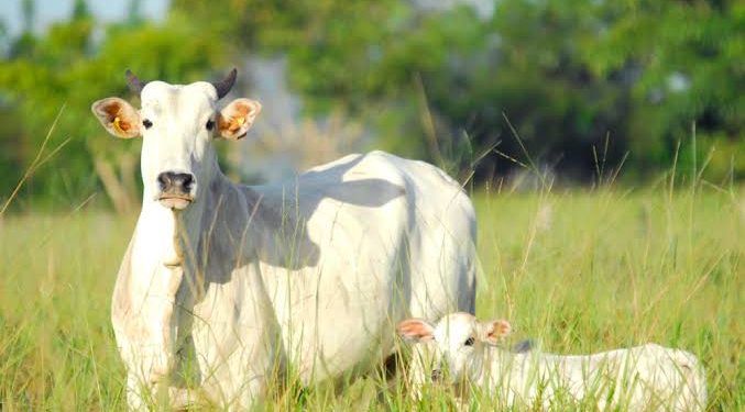 Criminosos invadem fazenda em São Sebastião do Passé é matam seis bois