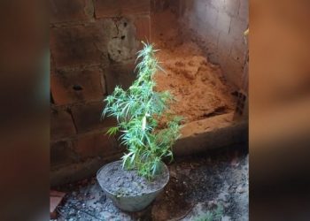 PM encontra muda de maconha dentro de casa abandonada em São Sebastião do Passé