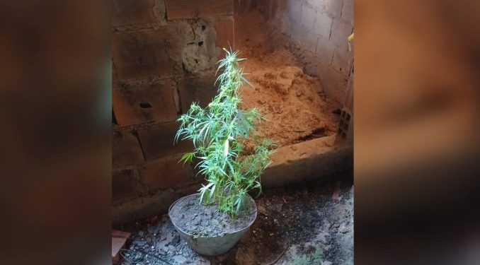 PM encontra muda de maconha dentro de casa abandonada em São Sebastião do Passé