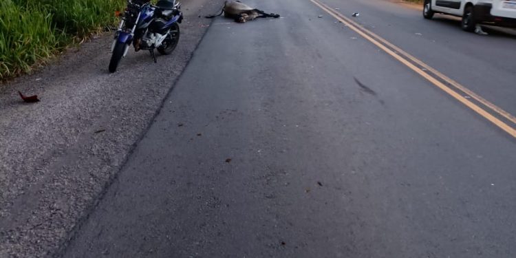 RMS: Após Governo do Estado abandonar BAs 522 e 523, aumentam número de mortes e acidentes com animais 