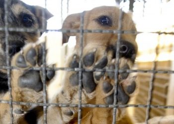 Coreia do Sul aprova lei que proíbe o consumo de carne de cachorro a partir de 2027