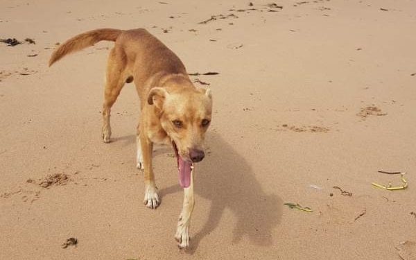 ‘Vira-lata caramelo’ pode virar manifestação cultural imaterial do Brasil
