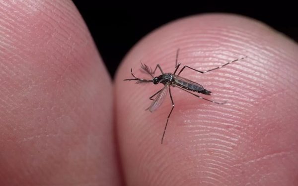 Casos de dengue devem aumentar na Bahia até junho, estimam especialistas