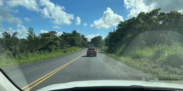 Cavalos soltos na BA-522  entre Candeias e Madre de Deus  aumenta os riscos de acidentes na estrada