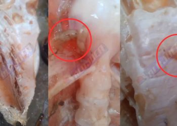 ABSURDO: prefeitura de Simões Filho distribui peixes com larvas para população carente