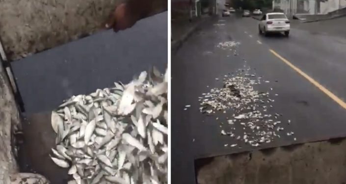 PROVOCAÇÃO NA FONTE NOVA: torcedor do Vitória joga sardinha na manhã deste domingo em frente ao estádio