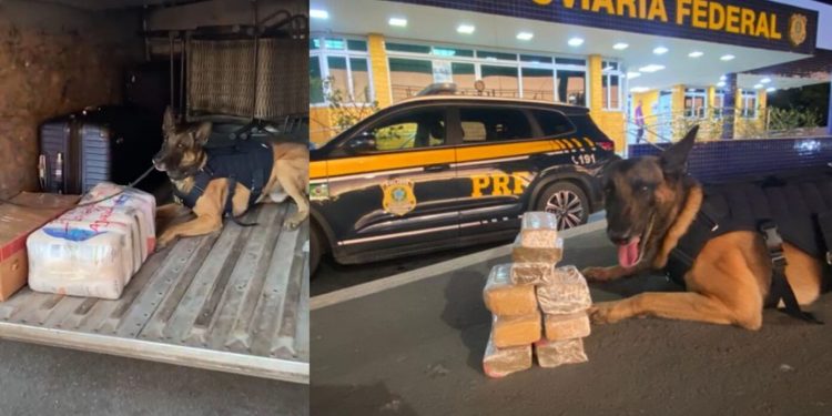 NO PACOTE DE ARROZ: com auxílio de cão farejador, PRF apreende mais de 4 Kg de maconha em ônibus na BR 116