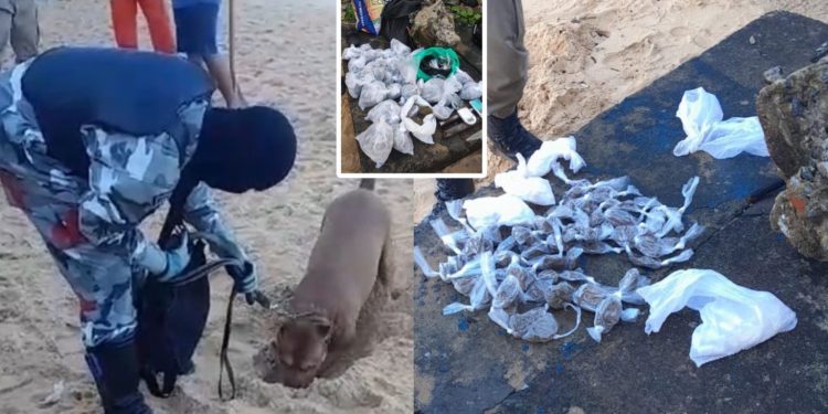 PAU QUEBROU NA CANTA GALO: 8 Homens presos e sete quilos de drogas enterrada na areia da Praia