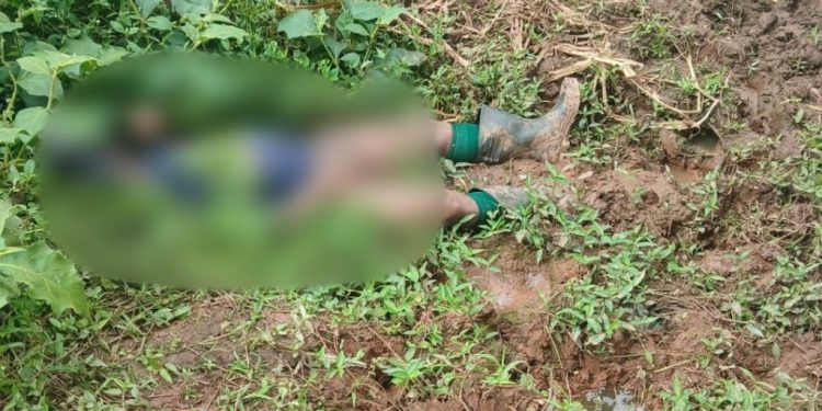 Homem toma TADALA para ter relações com égua e desmaia após receber coice