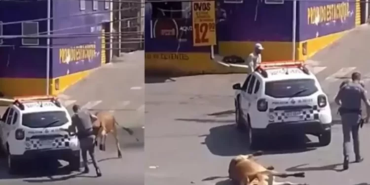 Boi é morto a tiros após avançar contra PM em rua na Grande SP