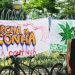 Marcha pela legalização da maconha acontece em Salvador