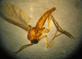 Bahia ultrapassa marca de mil casos de febre oropouche