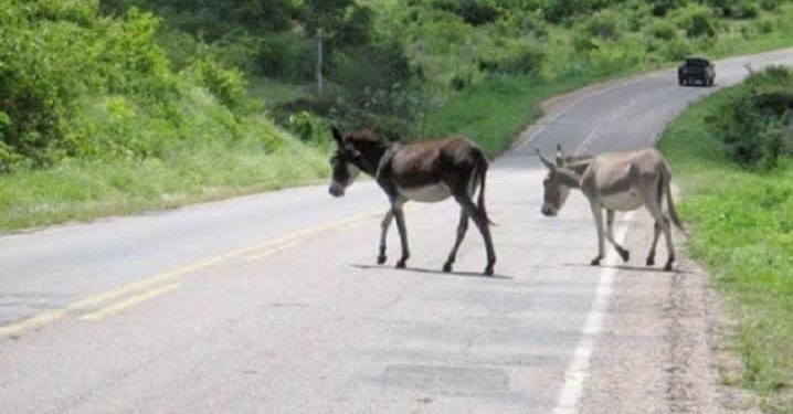 Candeias: Animais soltos em vias públicas serão apreendidos, e donos pagarão multa diária