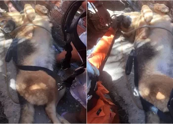 Cachorro de grande porte é resgatado por bombeiros em Madre de Deus