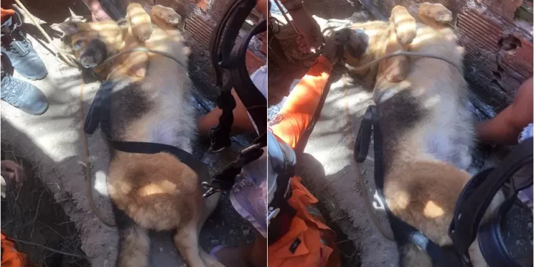 Cachorro de grande porte é resgatado por bombeiros em Madre de Deus