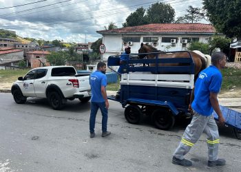 Candeias: SESP realiza fiscalização e apreensão de animais soltos em vias públicas
