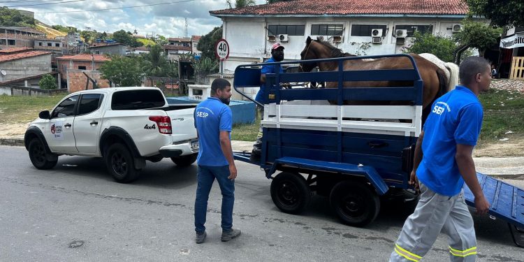 Candeias: SESP realiza fiscalização e apreensão de animais soltos em vias públicas
