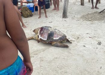 Tartaruga é encontrada morta neste domingo (10) na Praia de Madre de Deus 