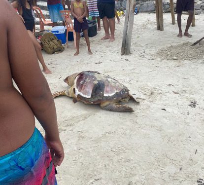 Tartaruga é encontrada morta neste domingo (10) na Praia de Madre de Deus 