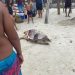Tartaruga é encontrada morta neste domingo (10) na Praia de Madre de Deus